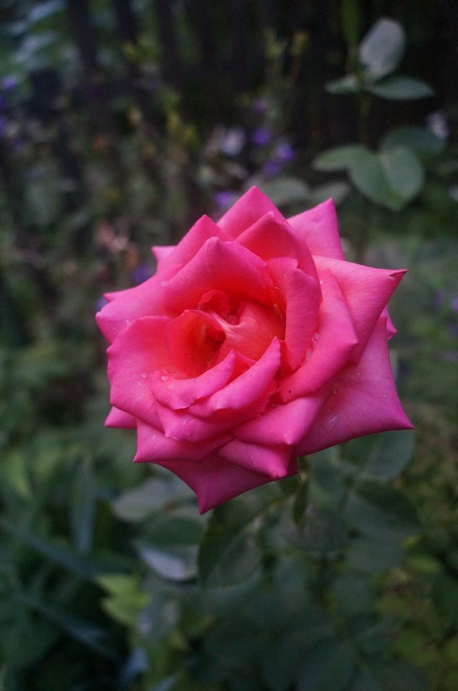 Photograph by Георгий Галкин