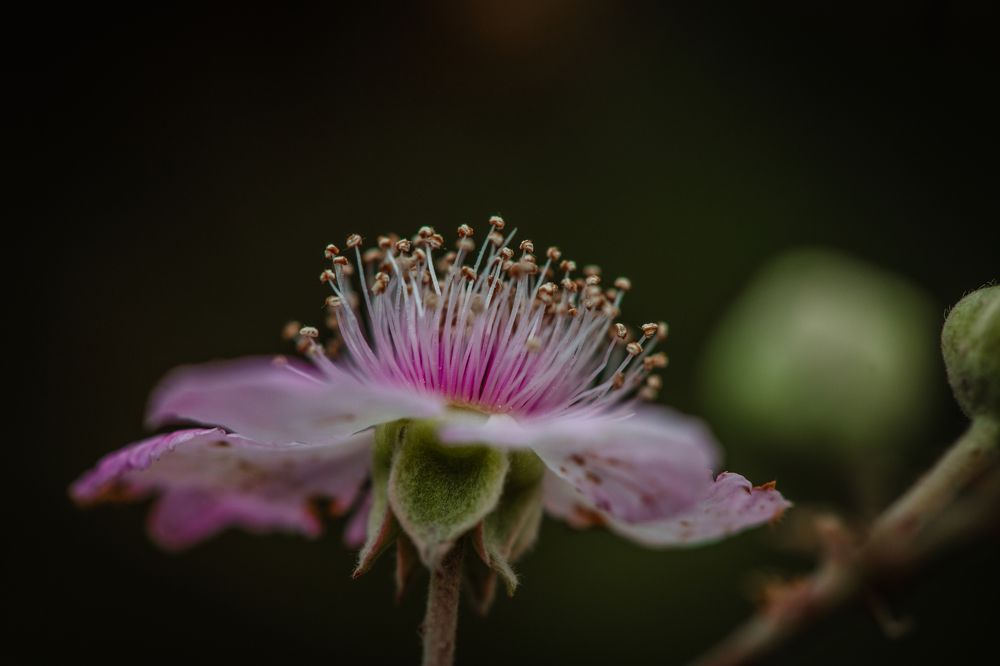 Photograph by SOUFIANE EL KADAOUI