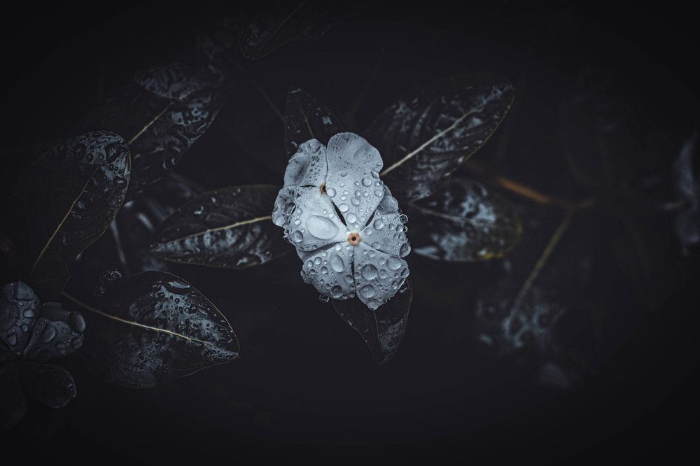 Photograph by Stephen Allen