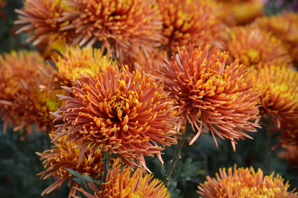 Photograph by Екатерина Крючкова