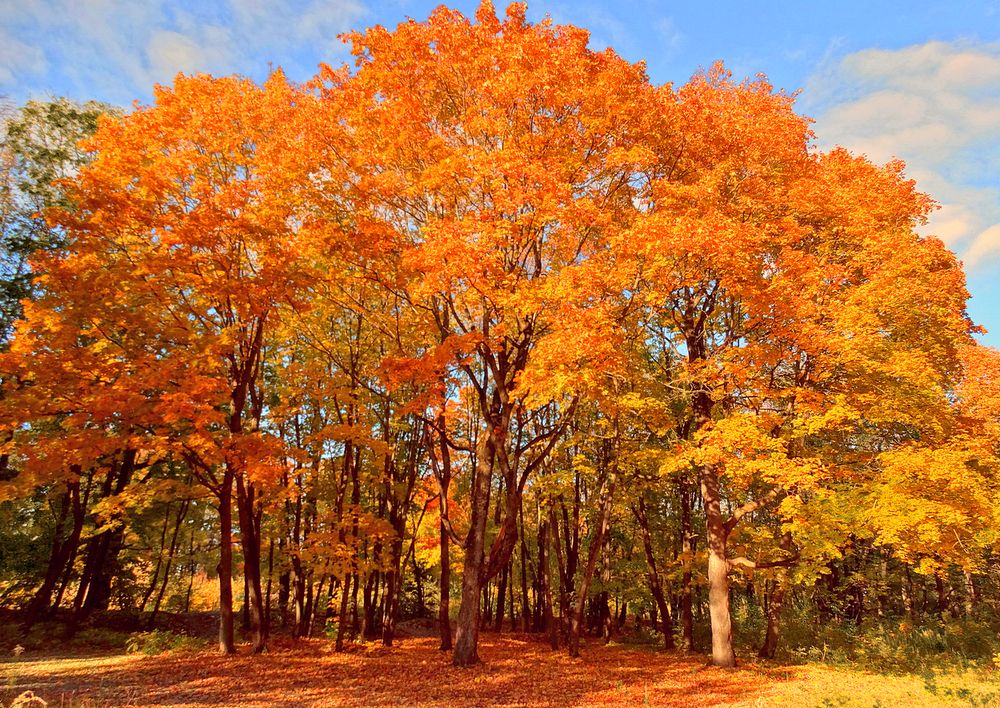 Оранжевая осень