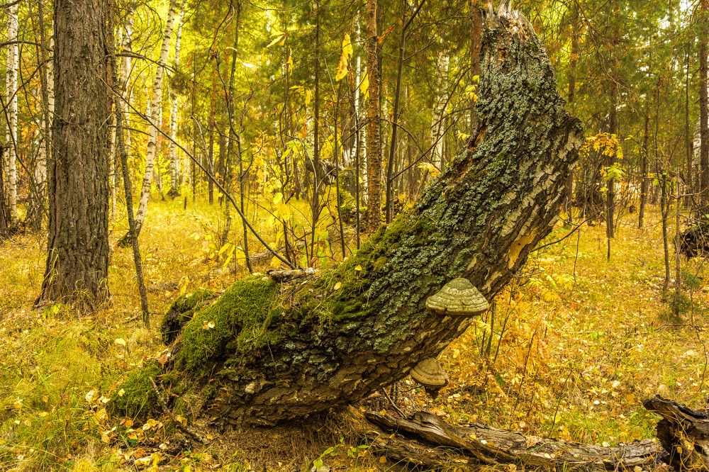 Photograph by Александр Халимов