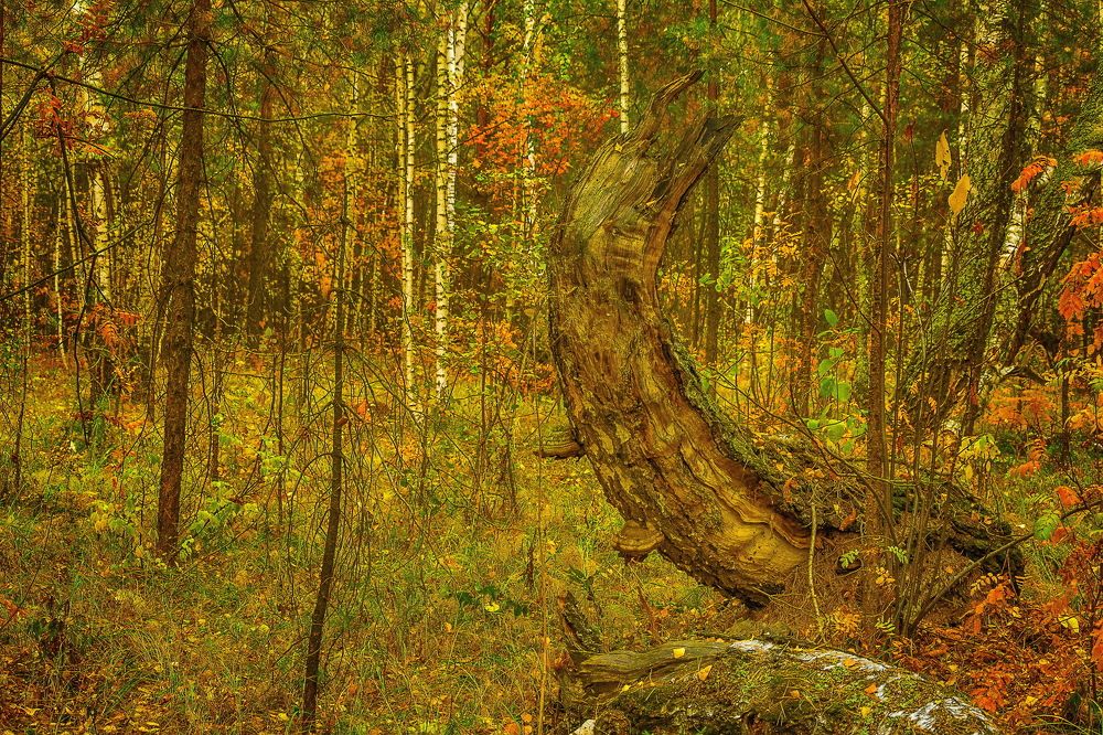 Photograph by Александр Халимов