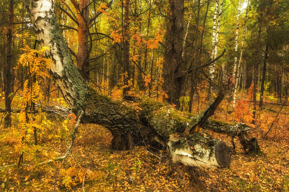 Photograph by Александр Халимов