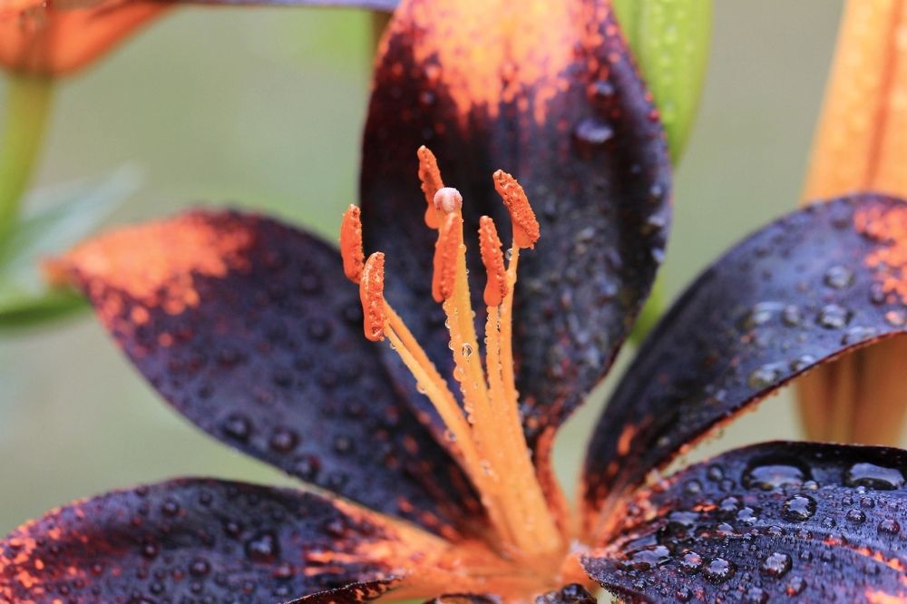 Фотография автора Ираида Гайфуллина