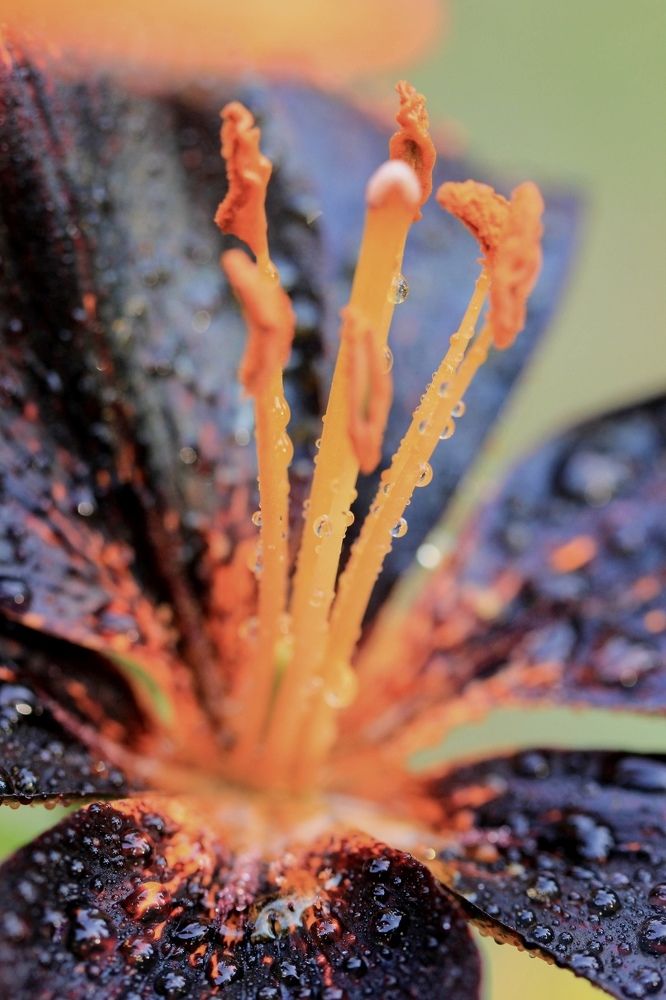 Фотография автора Ираида Гайфуллина