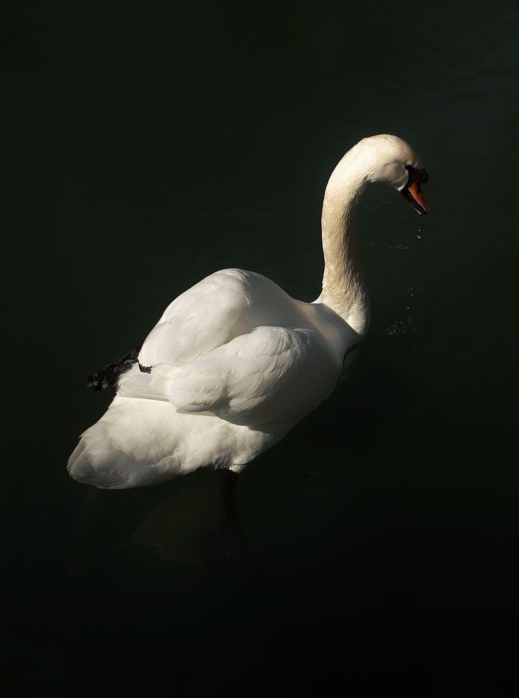 Photograph by Ирина Дерда