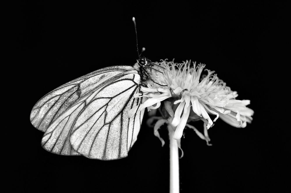 Боярышница на Одуванчике