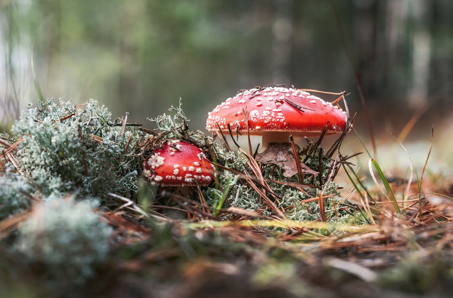 Photo #9585752