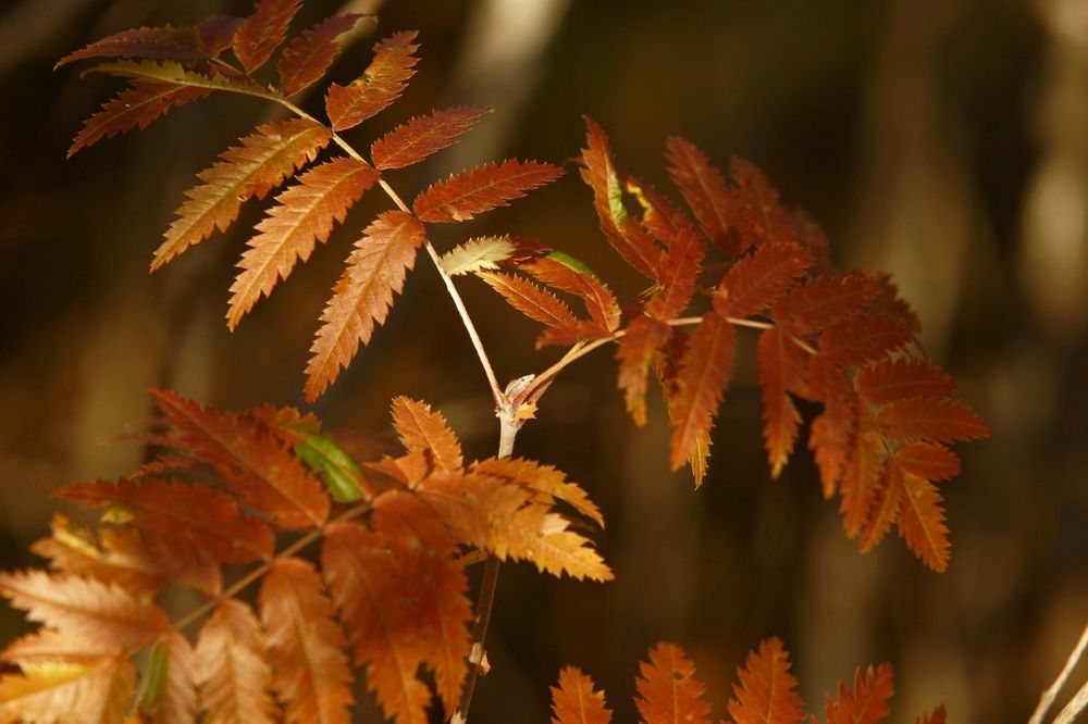 Photograph by Татьяна Шандромайло