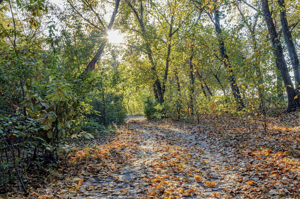 По дороге осенним утром