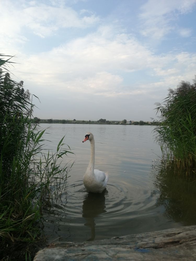 Photograph by Юлія Гацко