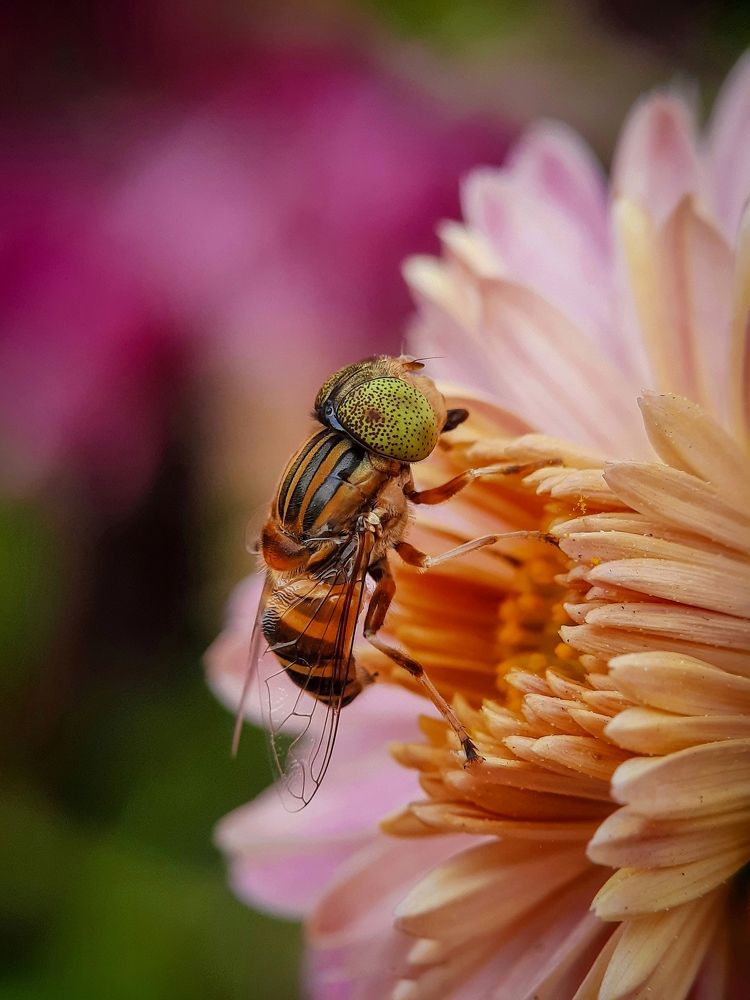 Photograph by Souradip Dey