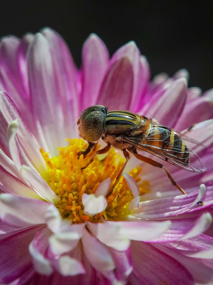 Photograph by Souradip Dey