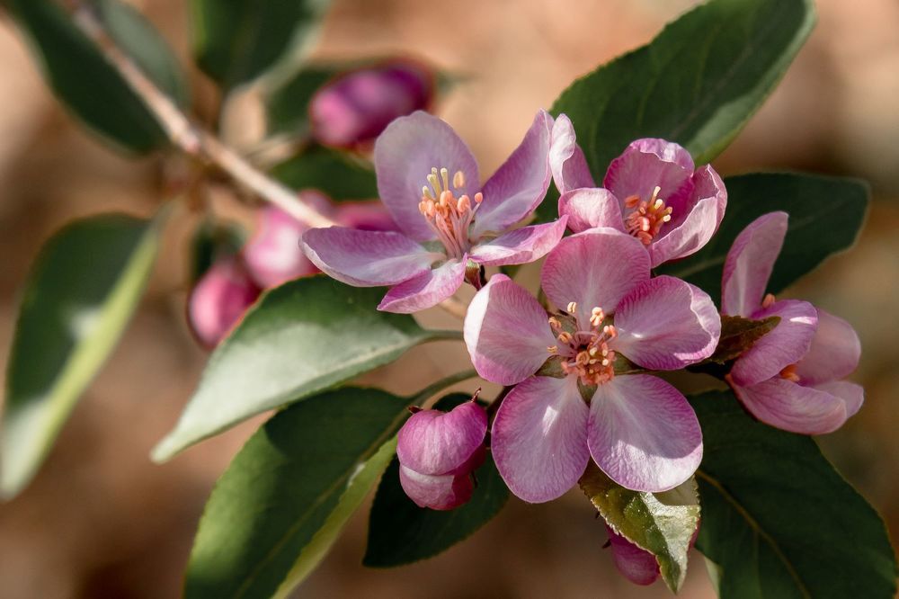 Photograph by Кермен Манджиева