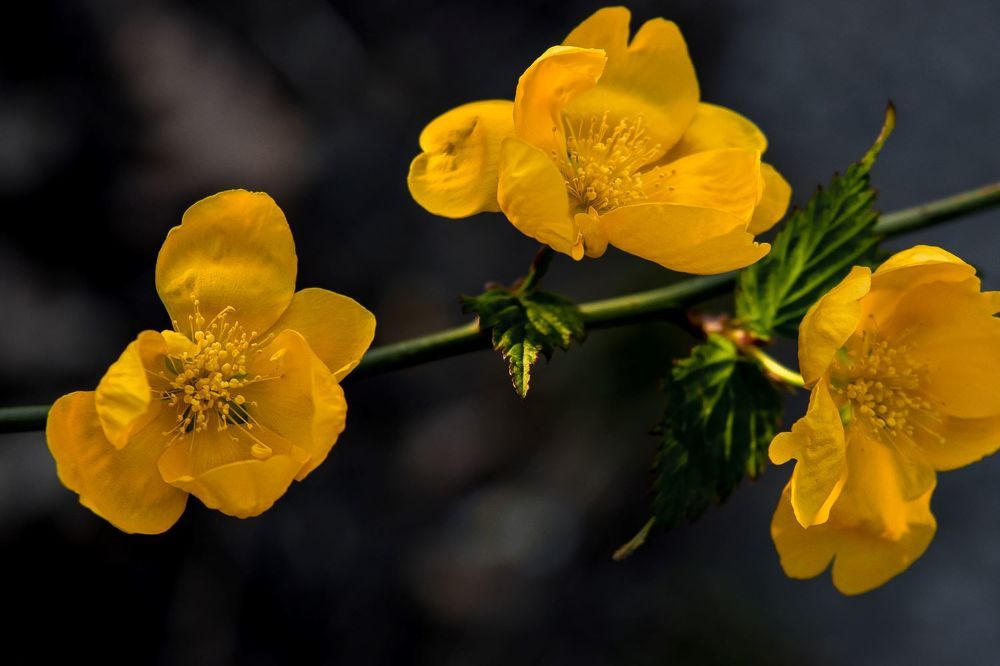 Photograph by Кермен Манджиева