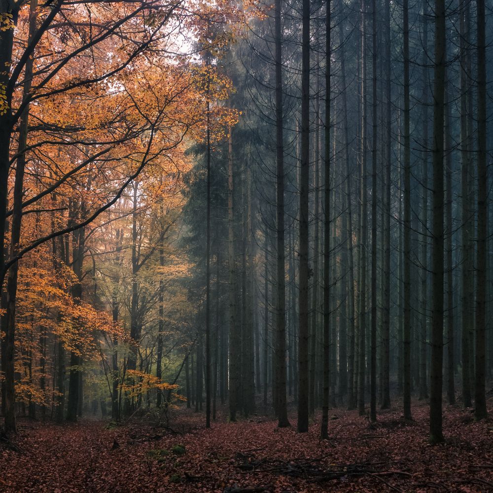 Photograph by kaja gogood