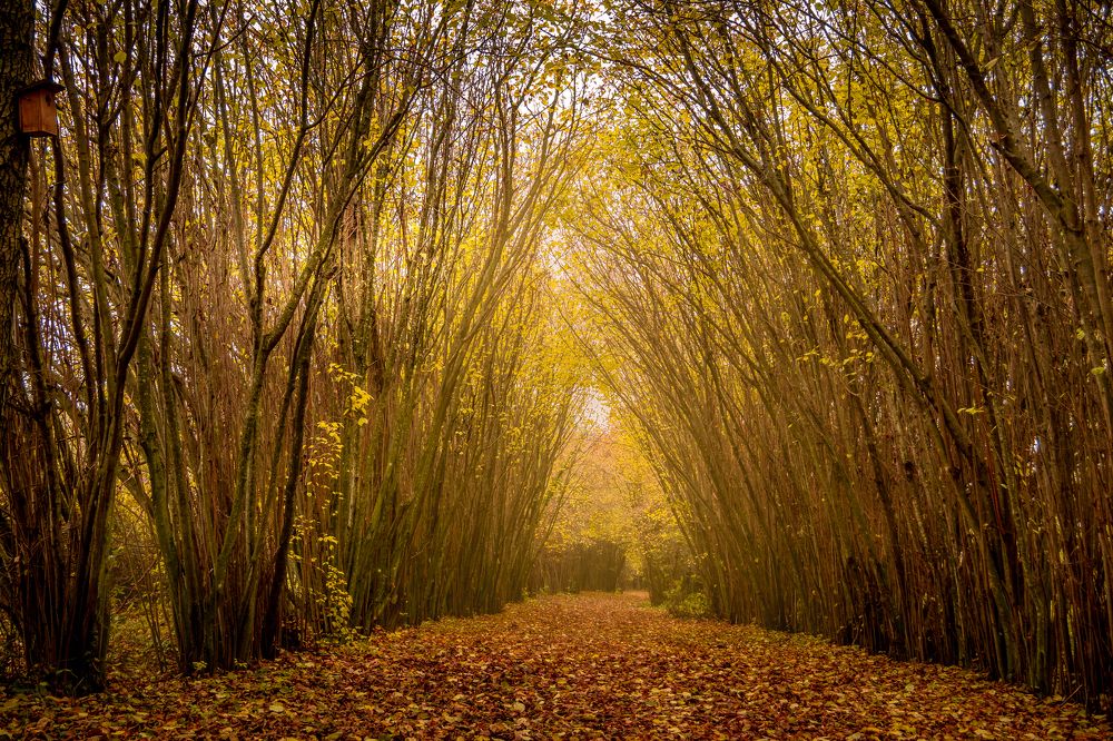 Photograph by kaja gogood