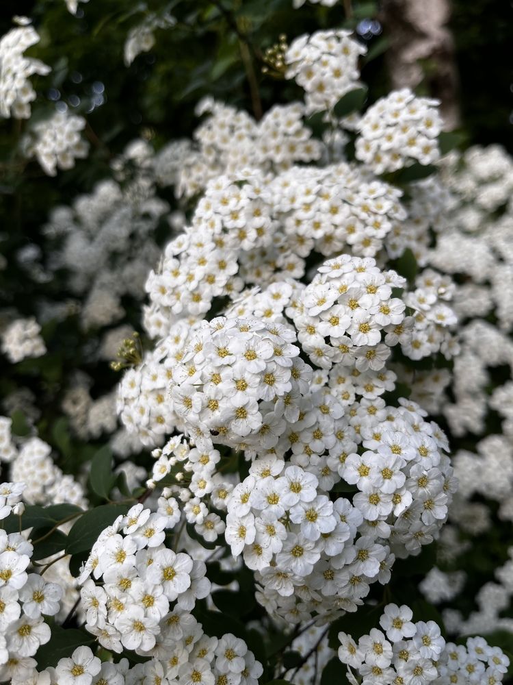 Photograph by Alina Tsilyk