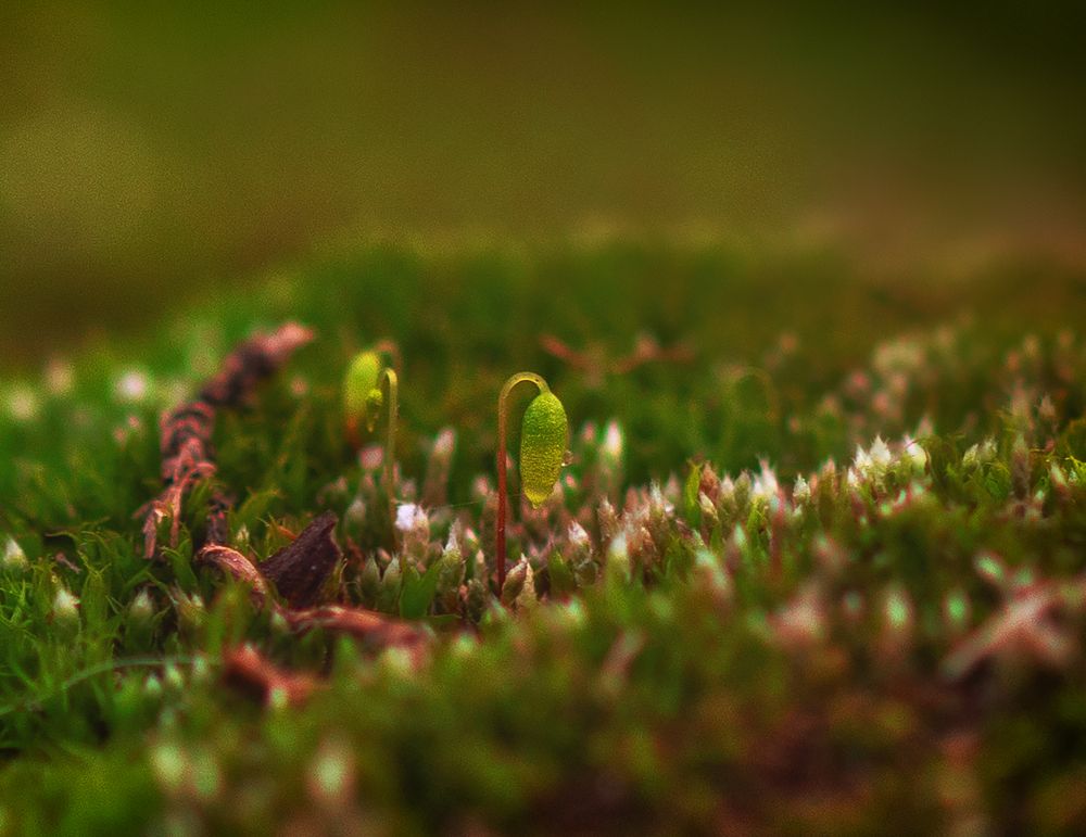 Photograph by Ольга Попова