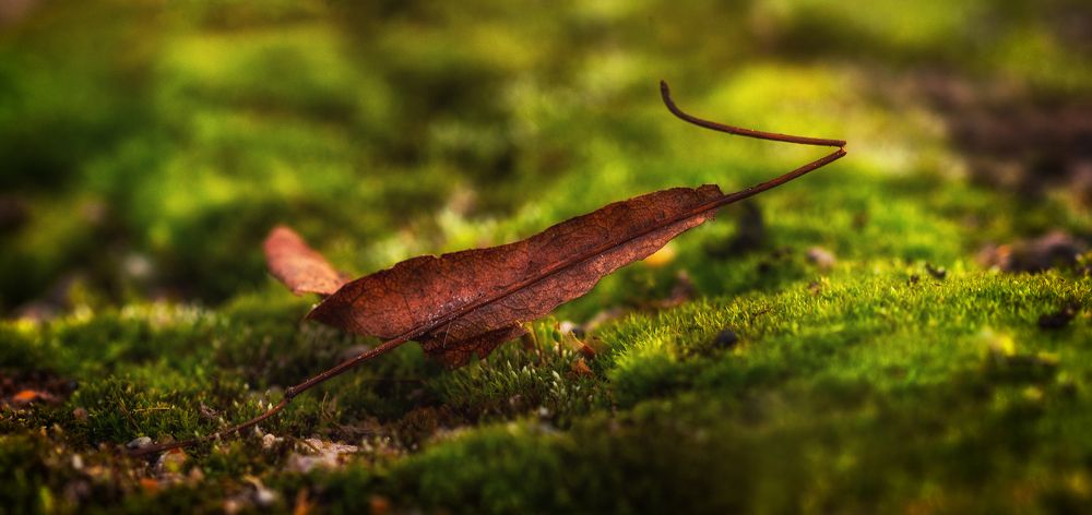 Photograph by Ольга Попова