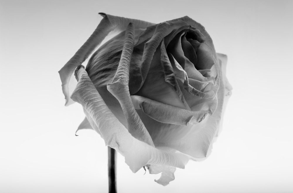 Photograph by Марианна Привроцкая www.zadnipryanaya.ru