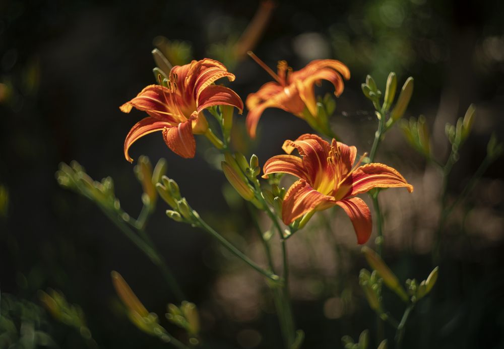 Photograph by Дина Железнова