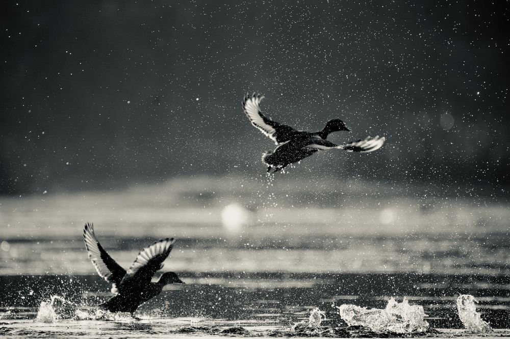 Фотография автора BIPLAB MISRA