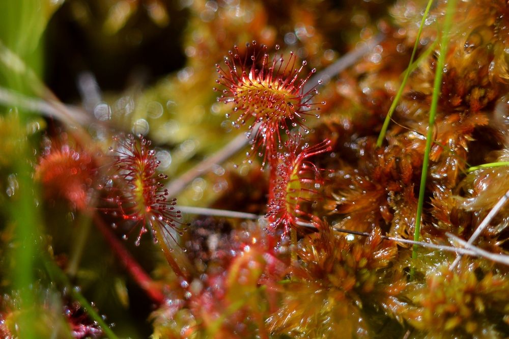 Росянка из Ельни