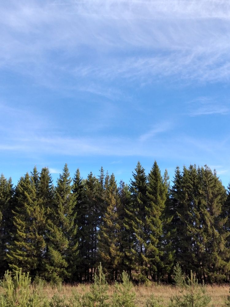 Photo #9586892
