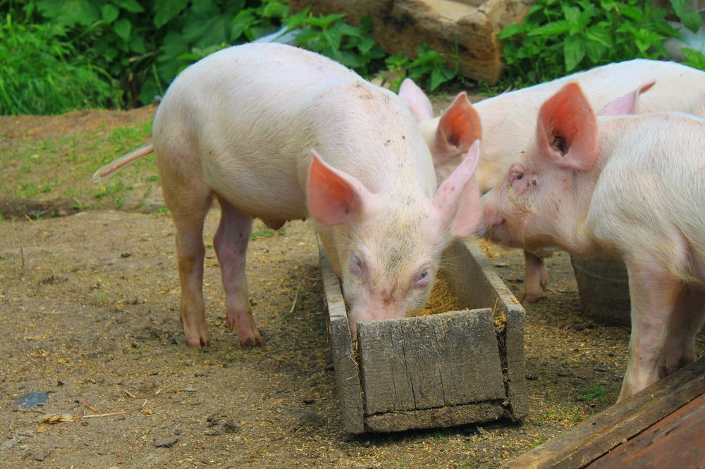 Photograph by Светлана Сафонова