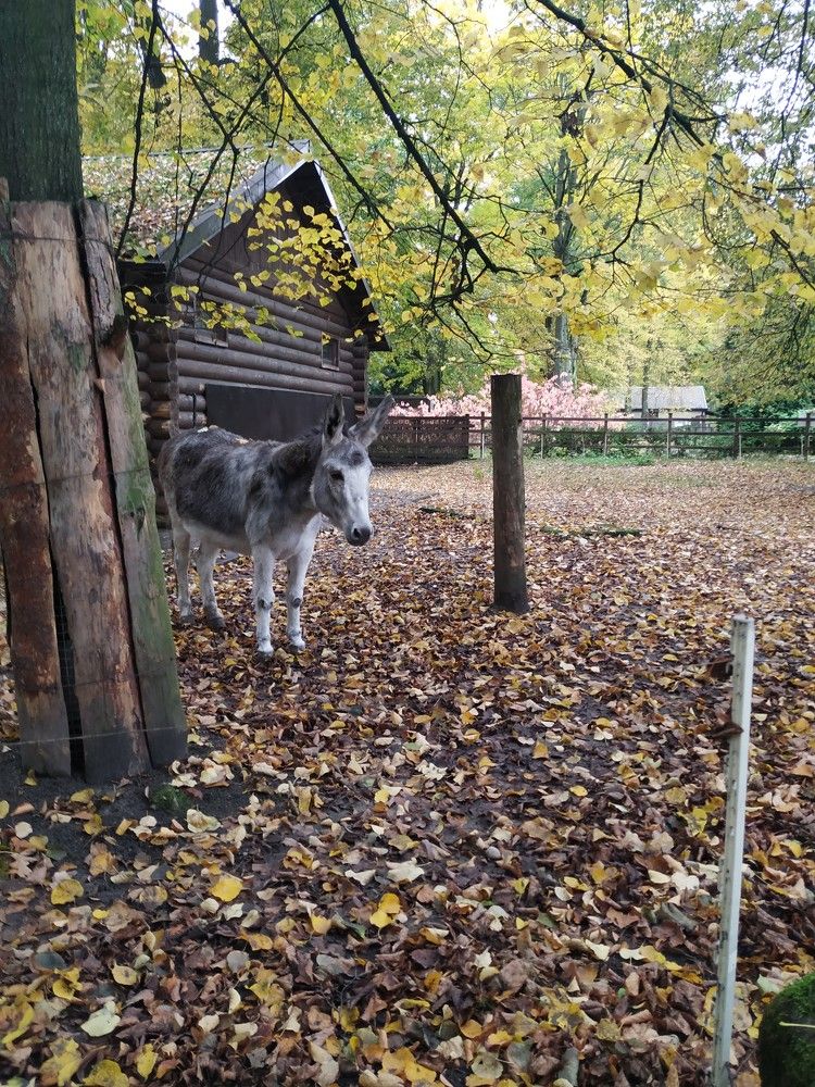 Photograph by Светлана Сафонова