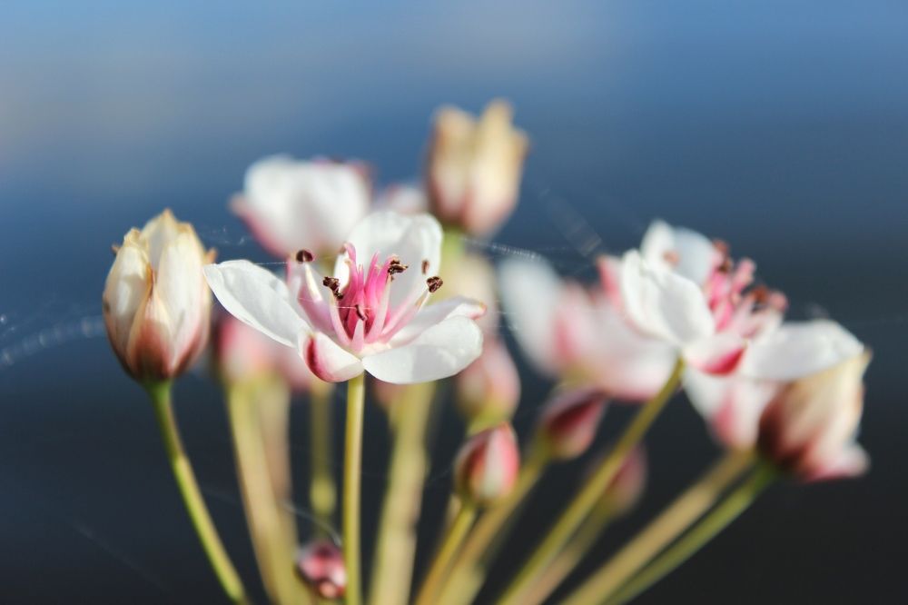 Photograph by Кристина Кублашвили