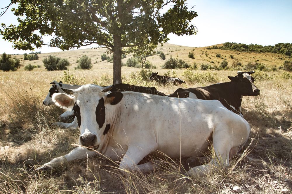 Photograph by Елена