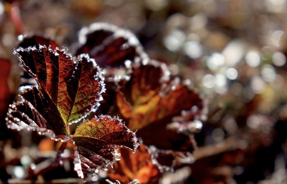 Фотография автора Leonid Golubkov
