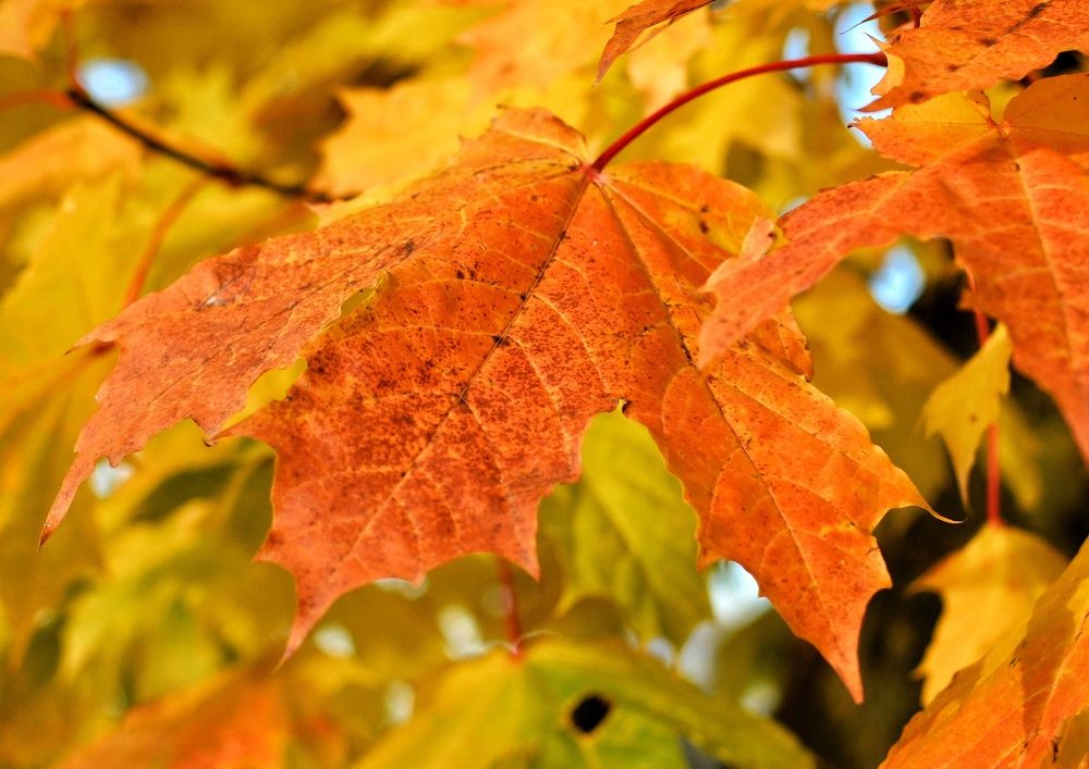 Фотография автора Olga Belikova