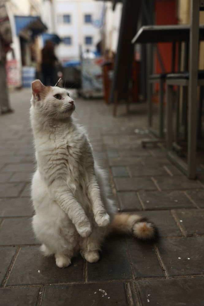 Фотография автора Leonid Golubkov