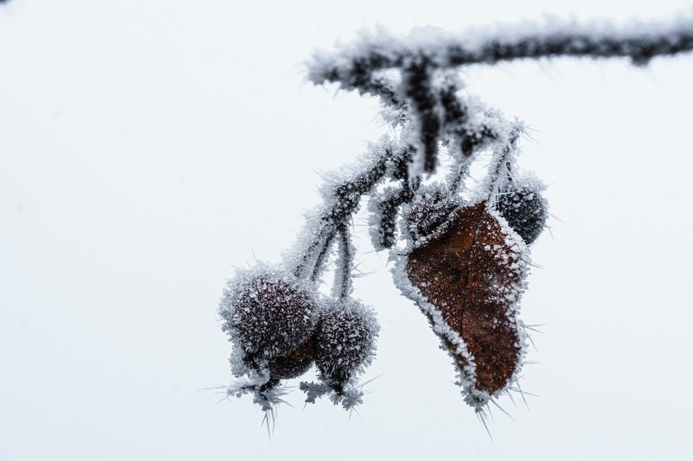 Фотография автора Julia A Caesar