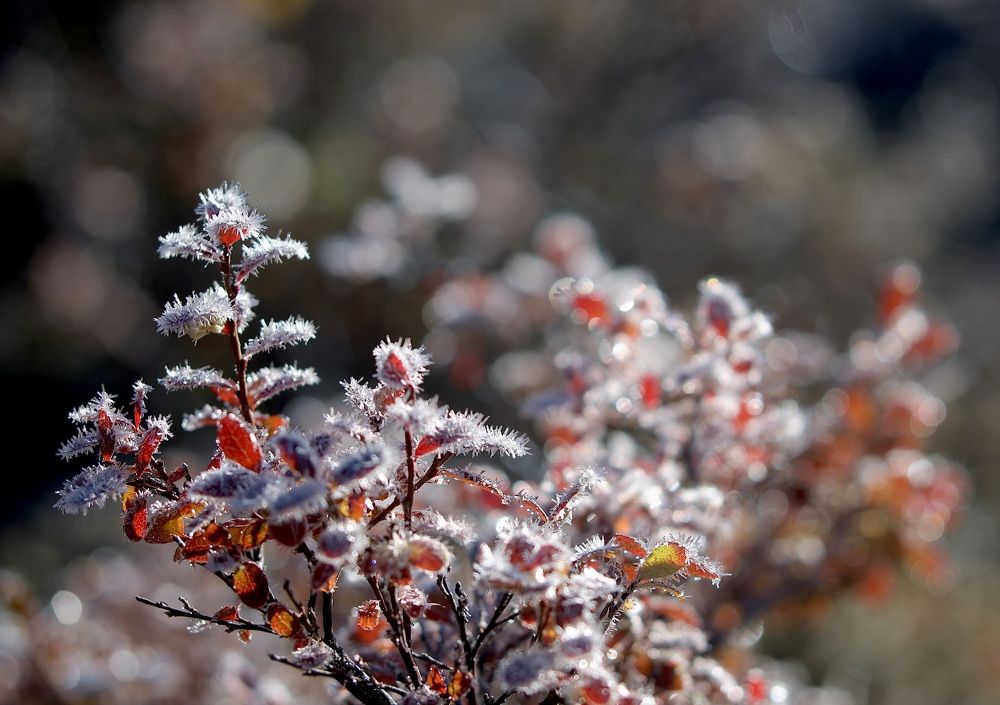 Фотография автора Leonid Golubkov