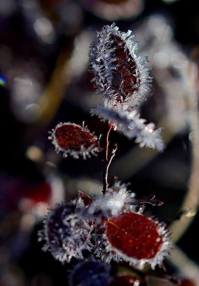 Фотография автора Leonid Golubkov