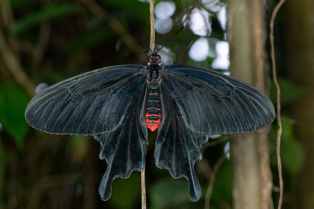 Фотография автора Julia A Caesar