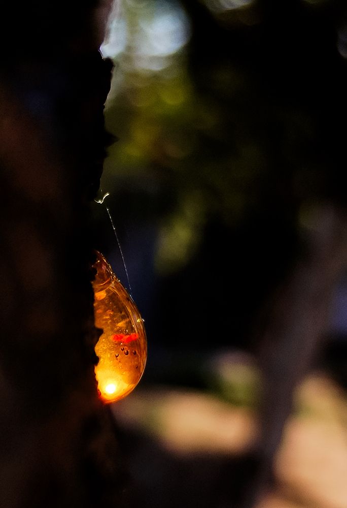 Фотография автора Альбина Хвастунова