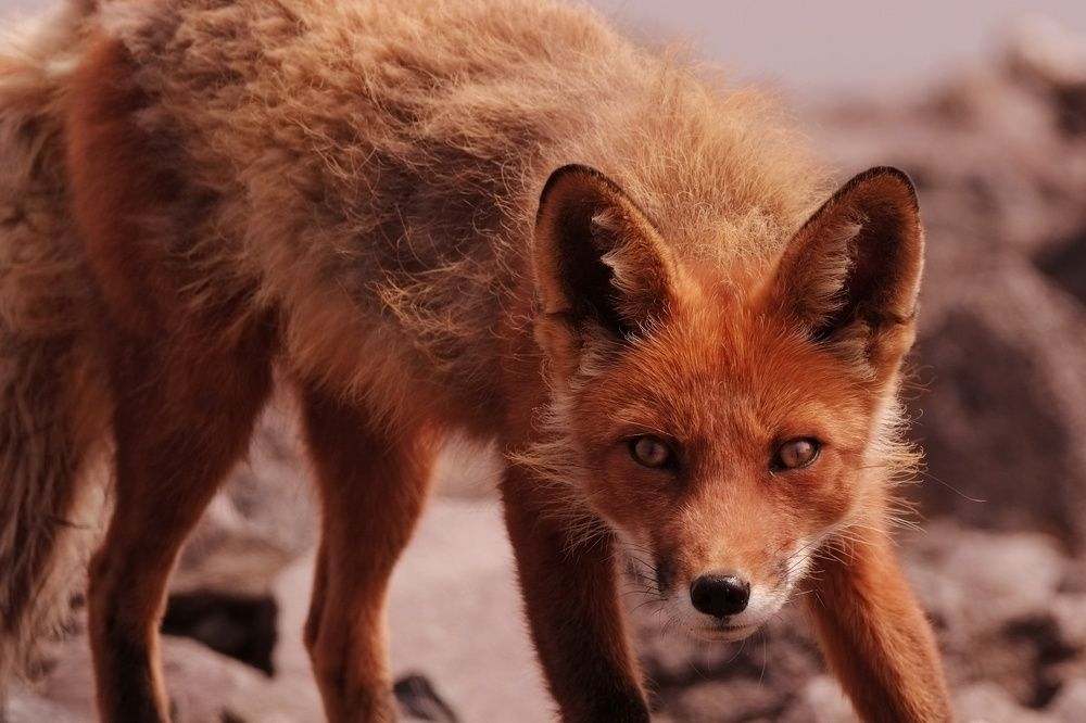 Фотография автора Ketov Vladimir