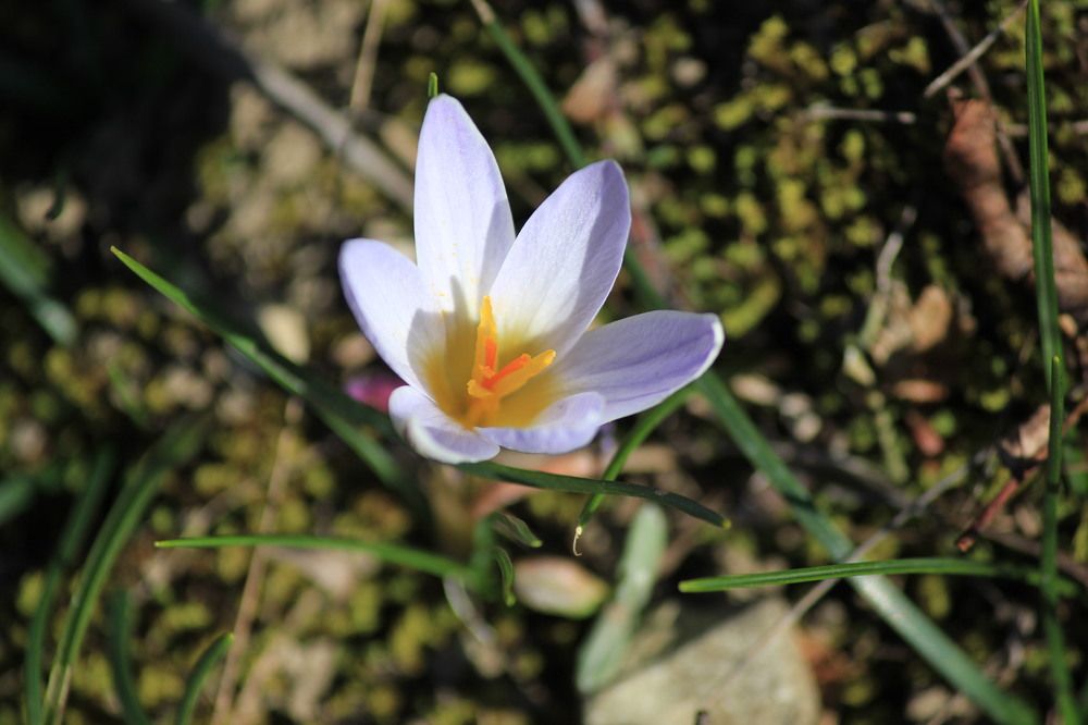 Photograph by Stepan