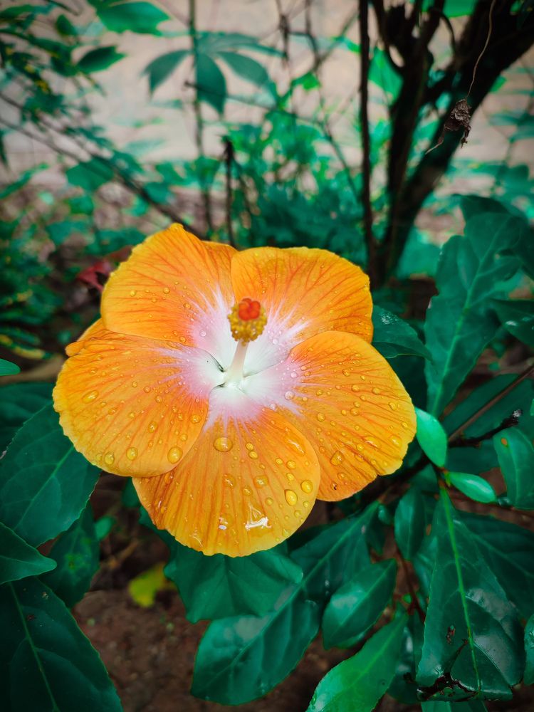 Photograph by Buddhika Dinuranga