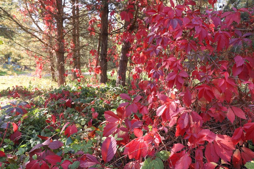 Photograph by Елена Тимченко