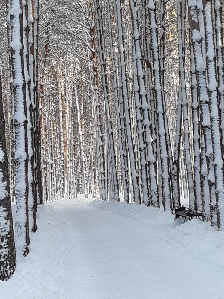 Фотография автора Наталья Шендяпина