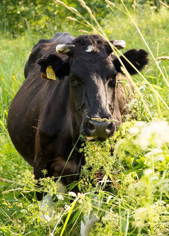 Photograph by Михаил Лавренков