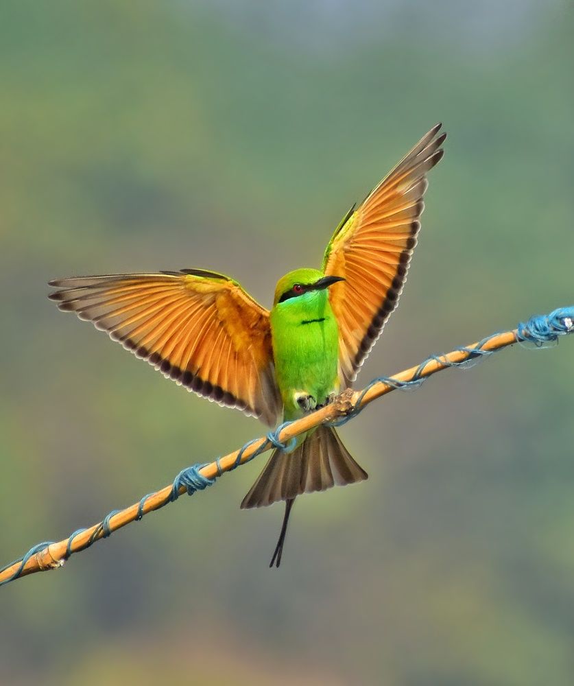 Photograph by SAPTARSHI PAL