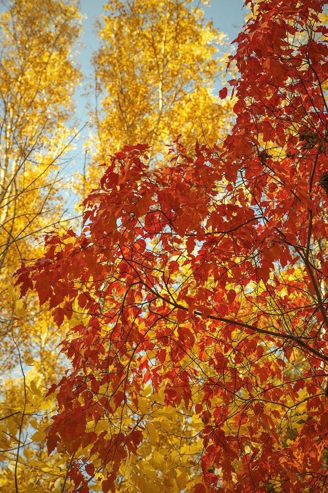 Фотография автора Andrey Pristyazhnyuk